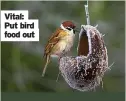  ?? ?? Vital: Put bird food out