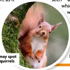  ?? ?? You may spot red squirrels