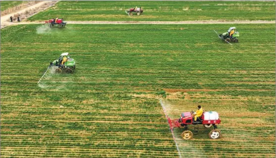  ?? PHOTOS BY LI XINJUN / FOR CHINA DAILY ?? Farmers spread pesticide on wheat fields in Hushan town, Rongcheng, Shandong province.