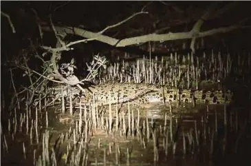  ??  ?? BUAYA juga boleh dilihat di kawasan sekitar pada sebelah malam.