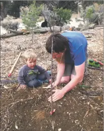  ?? Paul Bryan Jones ?? To prevent transplant shock for your new trees, make sure that the tree has plenty, but not too much, water. Mulching the tree is essential for water and nutrient retention.