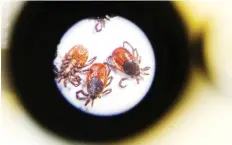  ?? LUKE HENDRY ?? Dead black-legged ticks cause Lyme disease by transmitti­ng bacteria through their bite.