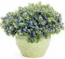  ?? PROVEN WINNERS ?? The delicate blue flowers on the trailing Blue My Mind make it a hit in containers or window boxes.