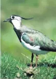  ??  ?? Struggling Silage-making affects wildlife like lapwings