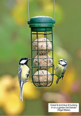 ?? ?? Great tit and blue tit tucking in on a garden bird feeder (Nigel Blake)