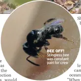  ??  ?? BEE OFF!