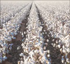  ??  ?? Cotton farmers had a successful season