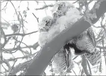  ?? SHMUEL THALER — SANTA CRUZ SENTINEL ?? A pair of juvenile Great Horned Owls look down from their perch on a tree near the McHenry Library at UC Santa Cruz.