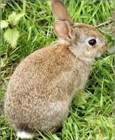  ??  ?? Rabbit population size normally peaks in September and October and drops back with the onset of winter.