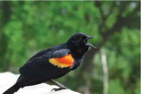  ?? Submitted photo ?? A red-winged blackbird is shown. Photo courtesy of Marc Parnell.