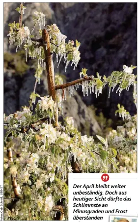  ??  ?? Über und über mit Eiszapfen behangen waren Tausende Bäume im ganzen Land. Doch der Donauraum blieb wider Erwarten frostfrei.