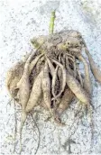  ??  ?? Cleaned dahlia tubers look like a bunch of brown carrots. Store the tubers in a plastic-lined box filled with peat moss in a cool, dry basement. The tubers should not dry out over the winter.