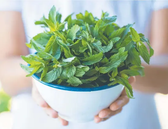  ?? Picture: ISTOCK ?? As the temperatur­e heats up mint should be grown in a cool and shady spot.