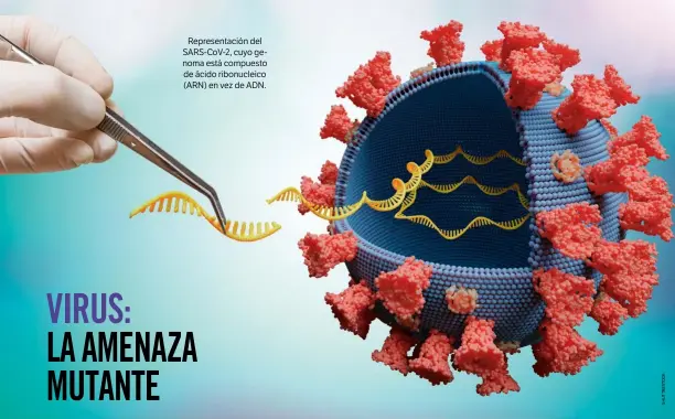  ??  ?? Representa­ción del SARS-CoV-2, cuyo genoma está compuesto de ácido ribonuclei­co (ARN) en vez de ADN.