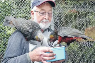  ?? Russell Evans
PHOTOS: FAIRFAX NZ ?? Russell Evans feeds proud kaka parents Casey and Hannah at Bush Haven bird sanctuary in Southland. It is pretty vital to keep looking at them every day.