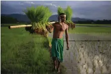  ?? — AP ?? A farmer carries a paddy for transplant­ation on the outskirts of Guwahati