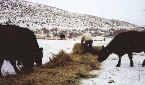  ??  ?? Feeding hay out on fields and pastures (above) helps put nutrients back onto the land, feeding in a new place each day and spreading the manure across the field.