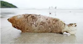  ?? — Reuters photo ?? Fish shaped plastic container washed up by the sea is seen at the Ao Phrao Beach, on the island of Ko Samet,Thailand.