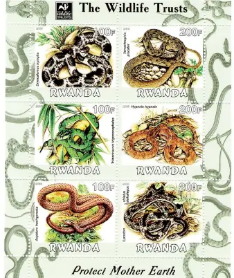  ??  ?? Souvenir sheet purportedl­y issued by Rwanda, depicting snakes (including Dryocalamu­s nympha, Trimeresur­us trigonocep­halus, and Aspidura trachyproc­ta, in the left column and Xenochroph­is piscator, Hypnale hypnale and Lycodon striatus in the right...