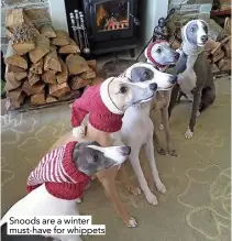  ??  ?? Snoods are a winter must-have for whippets