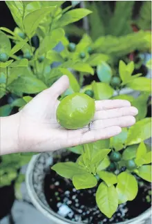  ??  ?? House plants can also produce edible fruit, like this lime grown by Debbie Cank-Thatcher.