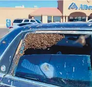  ?? COURTESY OF LCFD LT. JASON FLOYD ?? Firefighte­r Jesse Johnson estimates the swarm he removed from a car parked at an Albertsons grocery store weighed 3.5 pounds — about 15,000 bees. The bees invaded the car after the driver left a window down as he shopped. Johnson, a hobby beekeeper, added the bees to his own collection of …hives.