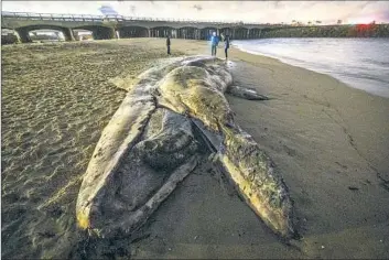  ?? Allen J. Schaben Los Angeles Times ?? A GRAY WHALE carcass is found Feb. 8 at the Bolsa Chica State Beach inlet in Huntington Beach.