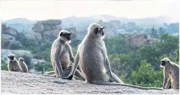  ?? SEBASTIAN MODAK PHOTOS THE NEW YORK TIMES ?? Grey langurs are a regular fixture amid the monuments and at prime sunsetview­ing spots such as Hemakuta Hill.