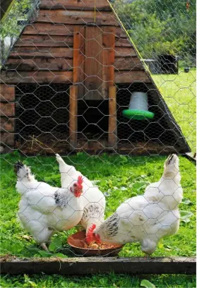  ??  ?? Hens tuck into their feed which includes layers pellets, formulated to provide the birds with a balanced diet.