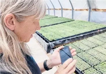  ?? SUSAN MONTOYA BRYAN/AP ?? Tammy Parsons looks through photos on her phone of the largest wildfire burning in the U.S. after she and others relocated tens of thousands of seedlings to a greenhouse in Santa Fe, New Mexico.