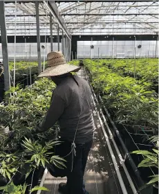  ?? JAE C. HONG/ THE ASSOCIATED PRESS ?? Workers toil in a greenhouse growing cannabis plants at Glass House Farms in Carpinteri­a, Calif. The smell of the crops settles over the town in the evenings and before dawn.