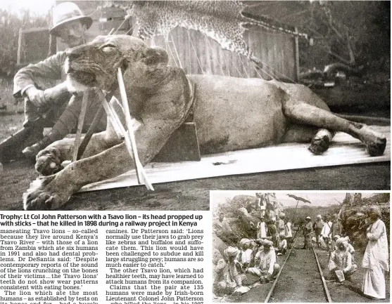  ??  ?? Trophy: Lt Col John Patterson with a Tsavo lion – its head propped up with sticks – that he killed in 1898 during a railway project in Kenya