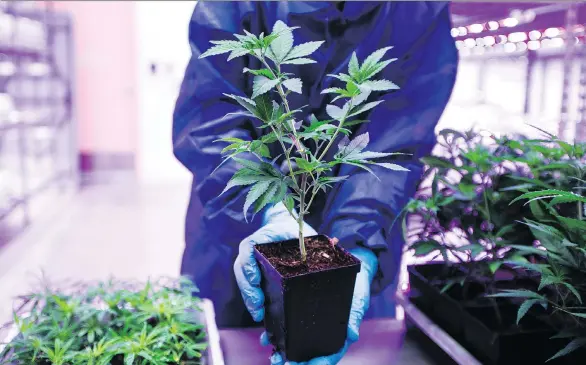  ?? MARK YUEN FILES ?? Nanaimo-based pot producer Tilray Inc., which has sparked investor frenzy, is one of the biggest private sector employers in the region with about 300 staff.