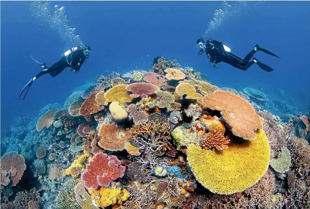  ?? Photo: FAIRFAX NZ ?? Snorkeller­s enjoy the marine life on the Great Barrier Reef, Fitzroy Island.