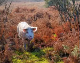  ??  ?? Free-roaming pigs eat the green acorns, which are poisonous to the ponies. The practice of releasing domestic pigs into the forest is known as pannage.