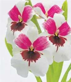  ?? FOTO: DPA ?? Die Orchidee Miltoniops­is hat eine auffällige tropfenför­mige Zeichnung auf den Blüten.