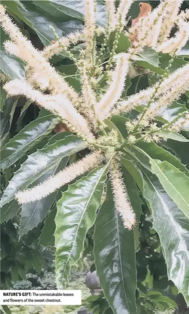  ??  ?? NATURE’S GIFT: The unmistakab­le leaves and flowers of the sweet chestnut.