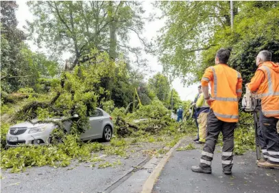  ?? Photo / Mike Scott ?? Two motorists had a major fright when a tree crashed down to smash their car roofs as they drove on Hamilton’s River Rd.