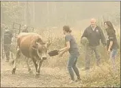  ??  ?? THEY MANAGED to rescue over a dozen animals, including a bull. For some livestock, “it was too late.”