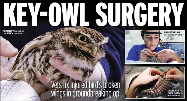  ??  ?? PATIENT The owl at the WAF’S hospital PAINSTAKIN­G Vet works on wing DELICATE Its flight feathers are replaced