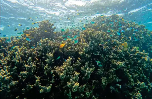  ?? (Washington Post by Michael Robinson Chavez) ?? A schoo l of fish swim over a cora l a l ong the Great Barrier Reef