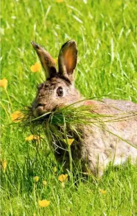  ??  ?? Left to right: Rabbits zigzag across the countrysid­e as they dart away from a pursuing predator; grooming takes place regularly, often early in the morning, using the teeth, tongue and claws; a herbivore, the rabbit’s primary food is grass but females...