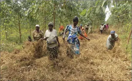  ??  ?? Uganda is promoting agroforest­ry — growing trees and crops together on the same land — and running tree-planting programmes