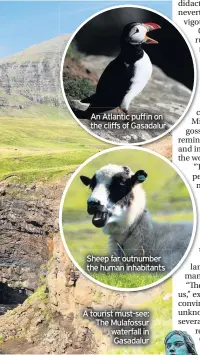  ??  ?? An Atlantic puffin on the cliffs Short of caption Gasadalur
Sheep far outnumber the human inhabitant­s
A tourist must-see: The Mulafossur waterfall in Gasadalur