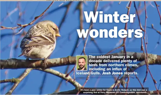  ??  ?? It’s been a poor winter for Coues’s Arctic Redpoll, so this bird was a surprising find at Ferry Meadows CP, Cambridges­hire, mid-month.