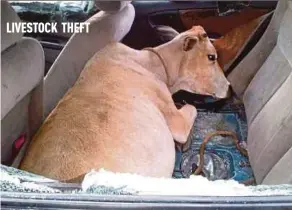  ?? PIC COURTESY OF READER ?? The cow that was abandoned in the car in Kampung Pantai Sepat, Kuantan, on Wednesday.