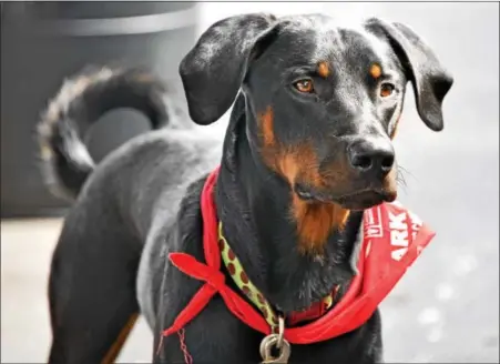  ?? DIGITAL FIRST MEDIA FILE PHOTO ?? This year’s Boyertown/Oley Valley Bark for Life will be held on Sunday, Oct. 2, at the Oley Fairground­s.