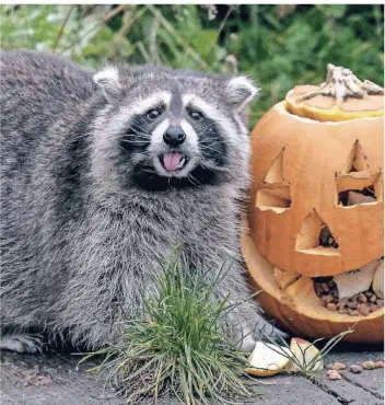  ?? FOTO: ACTION PRESS ?? Dieser Waschbär hat nichts zu befürchten – er lebt im Zoo Hannover, wo er sogar Halloween mit einem Kürbis feiern durfte.