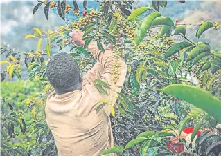  ?? Foto Archivo ?? Apoyo para las labores de fertilizac­ión es una de las solicitude­s del sector caficultor de Norte de Santander./