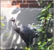  ?? Hearst Connecticu­t Media file photo ?? A wild turkey walks through a courtyard in Stamford in 2017.